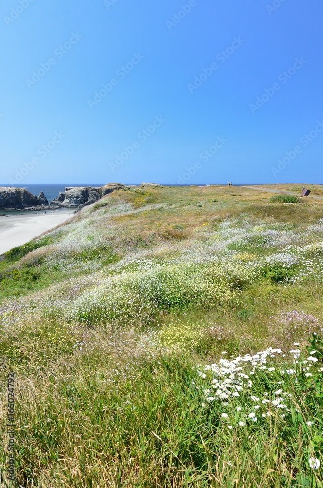 Hill Covered With Wild Flowers Overlooking Coquille Point Beach, Bandon, Oregon USA