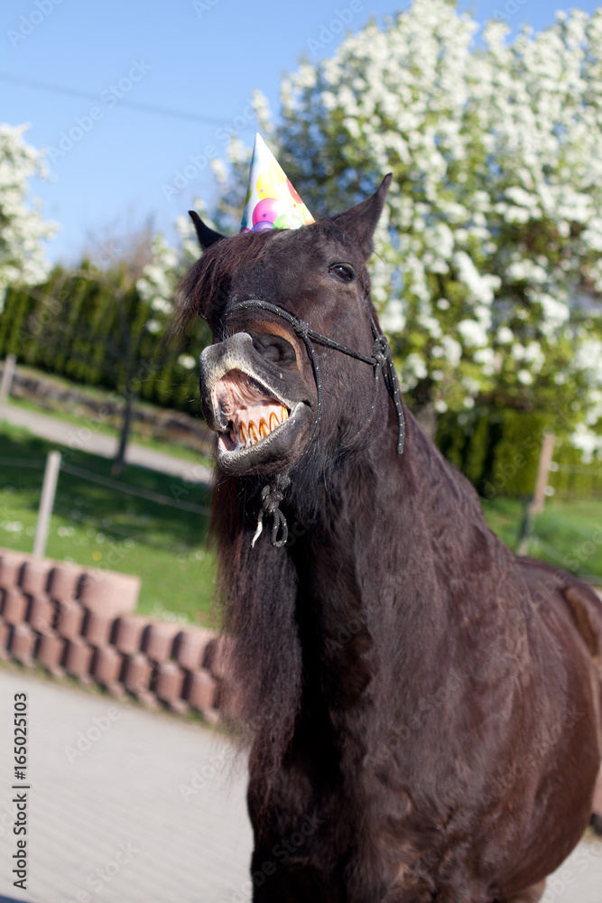 Naklejka premium Party Horse, happy horse celebrate his birthday