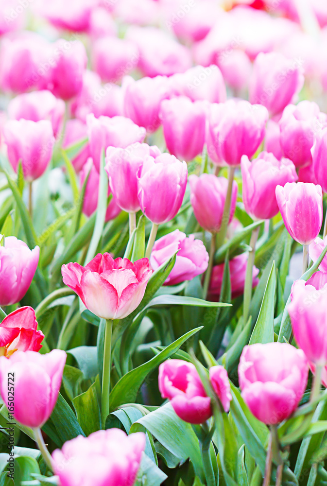 Pink tulips flower in the garden. Soft focus