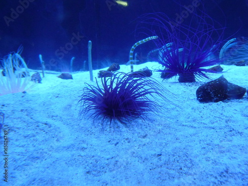 黒い触手のイソギンチャク等 Stock 写真 Adobe Stock