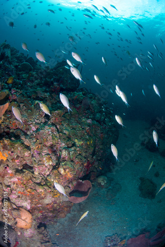 Fototapeta Naklejka Na Ścianę i Meble -  Brown chromis fish swimming up the reef