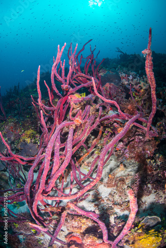 Purpose rope sponges on the reef in St. Vincent