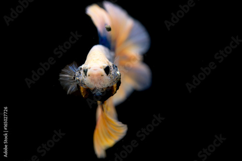 Fototapeta Naklejka Na Ścianę i Meble -  Isolated Fighting Fish
