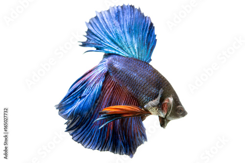 Isolated Fighting Fish