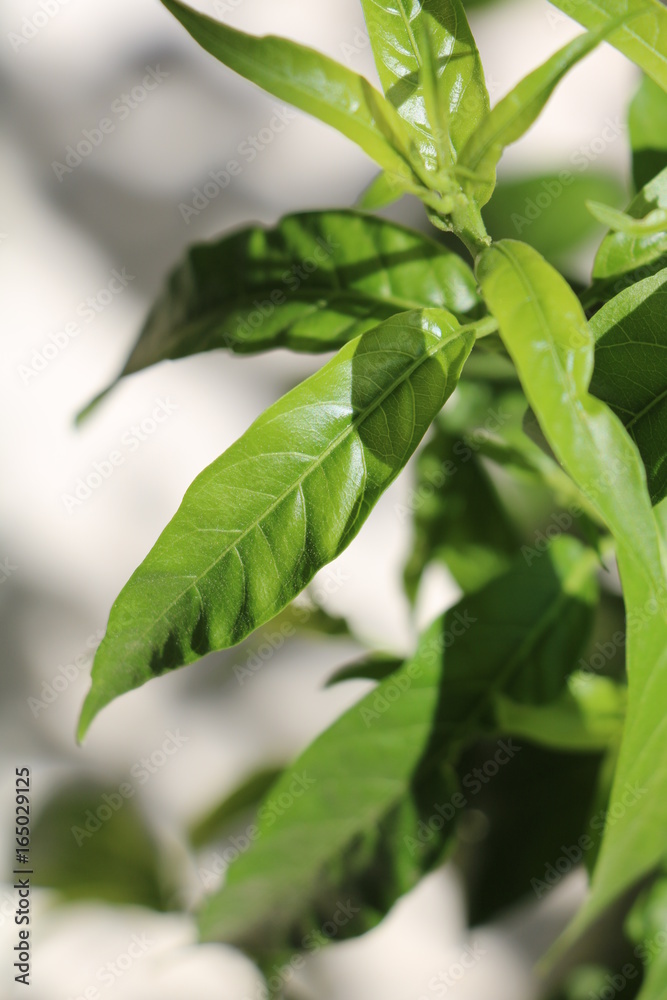 Green Leaf Green Leaf
