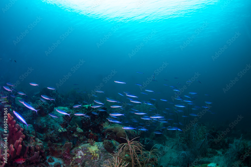 A school of peacock wrasse swimming along the bottom