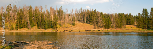 Buffalo resting on the far shore of the Yellowstone River near Lehardy Rapids in Yellowstone National Park in Wyoming USA photo