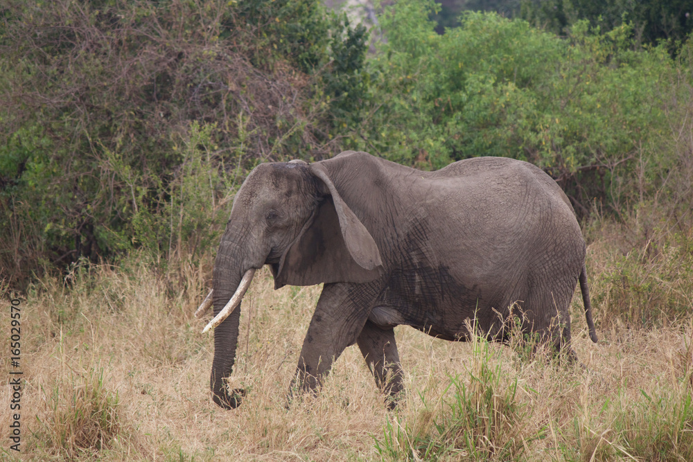 An Old African Elephant Walking Through the African Grasslands