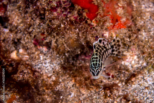 A harlequin bass swimming along the reef