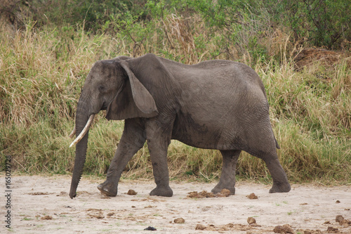 An Elderly Elephant Walking in Tarangire National Park