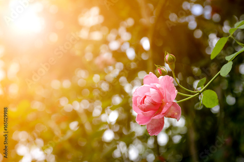 Beautiful pink roses in the garden with sun light in the afternoon and bokeh in background.