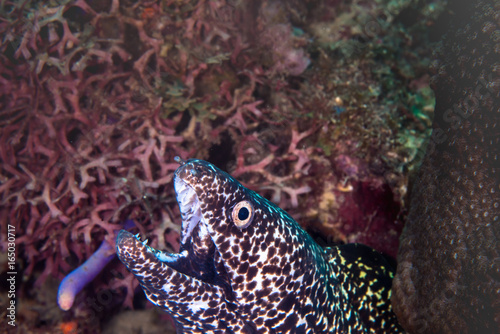 A spotted moray eel hunting for food