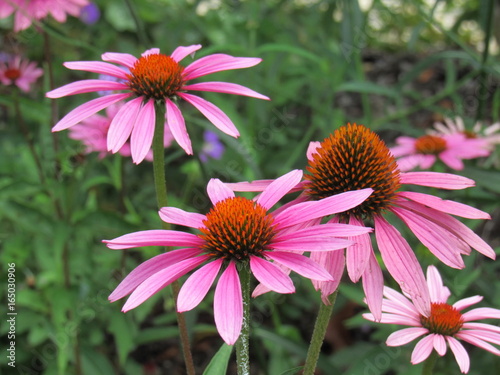 Beautiful pink flowers close 