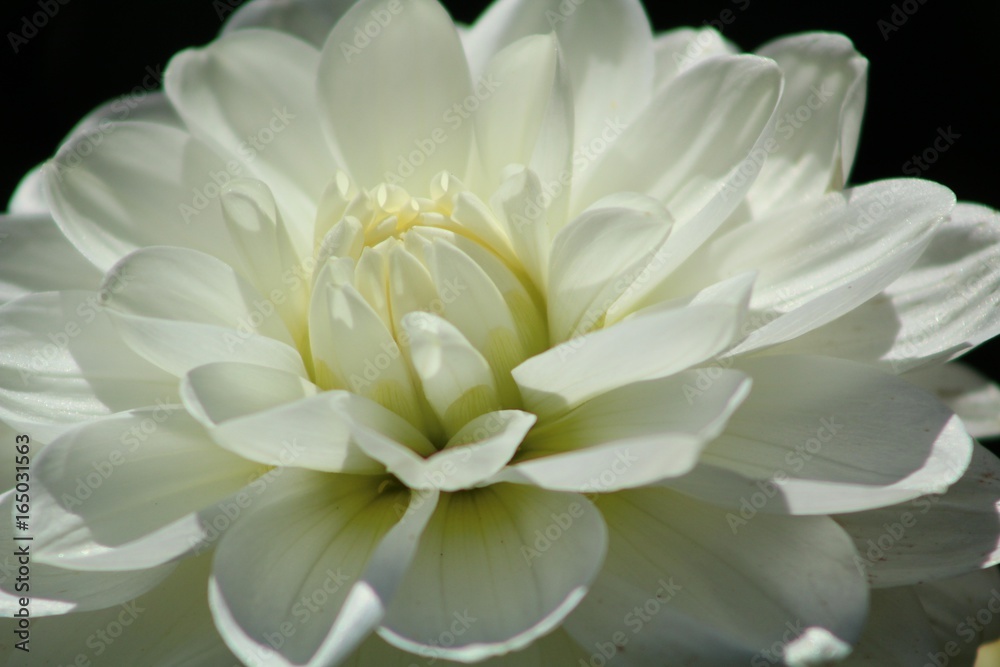 white flower white flower