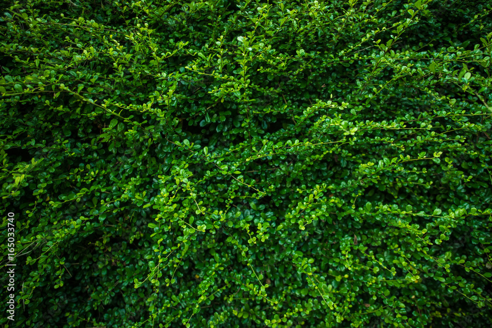 green bushes wall 