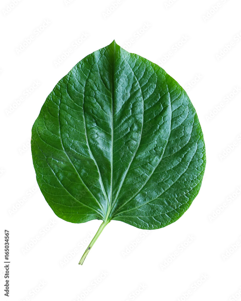 Green betel leaf isolated on the white background Green betel leaf isolated on the white background
