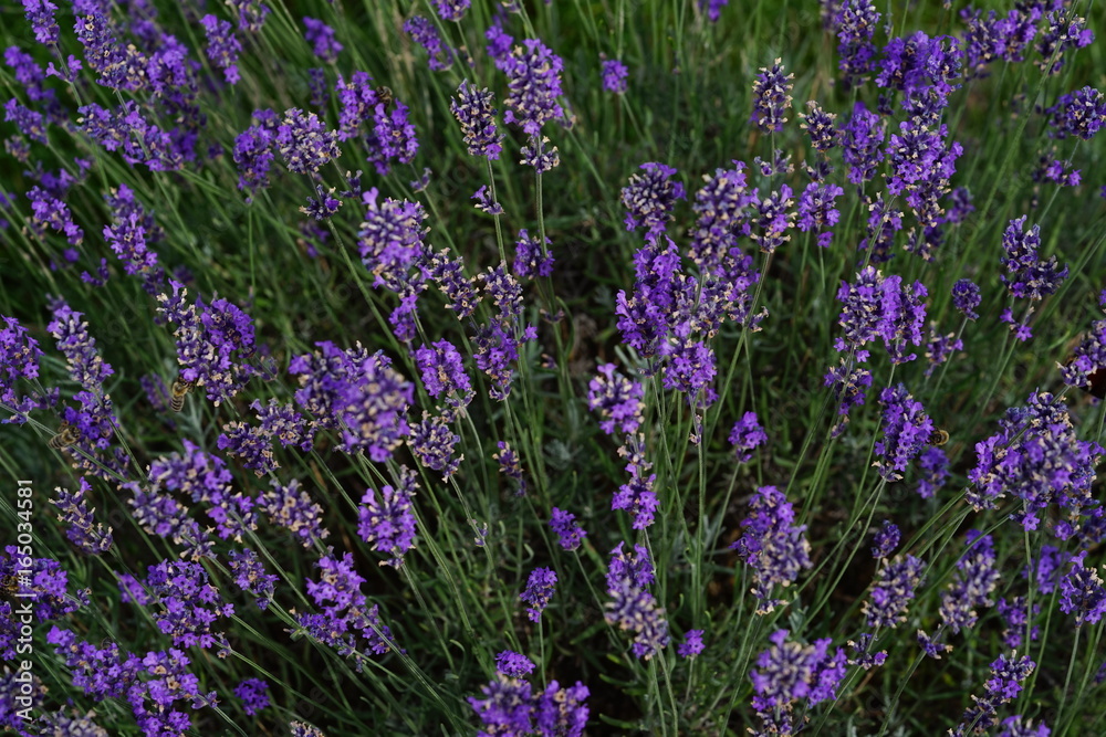 Fototapeta premium Lavender