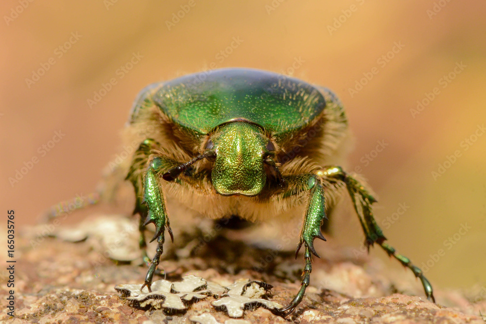 Fototapeta premium The bronze beetle crawls on the stone