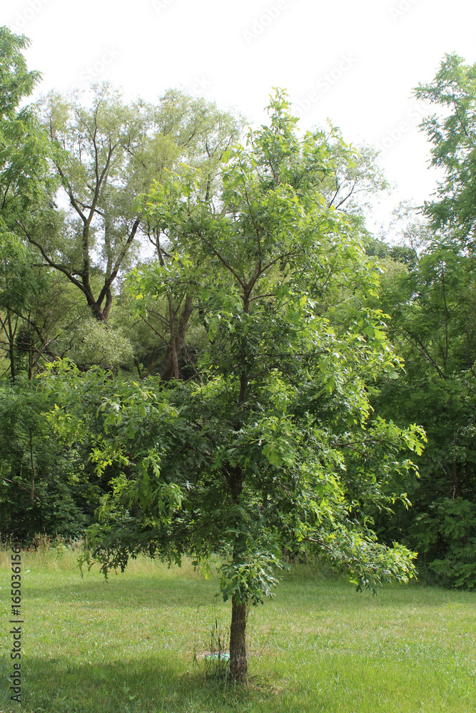 Fototapeta premium Little tree