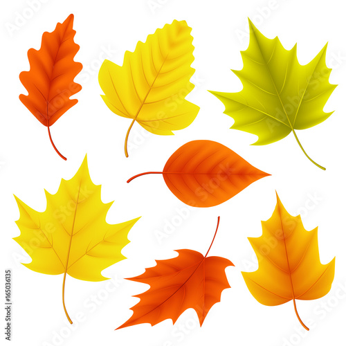 Autumn leaves vector set for fall seasonal elements with maple and oak leaf in colors isolated in white background. Vector illustration.
