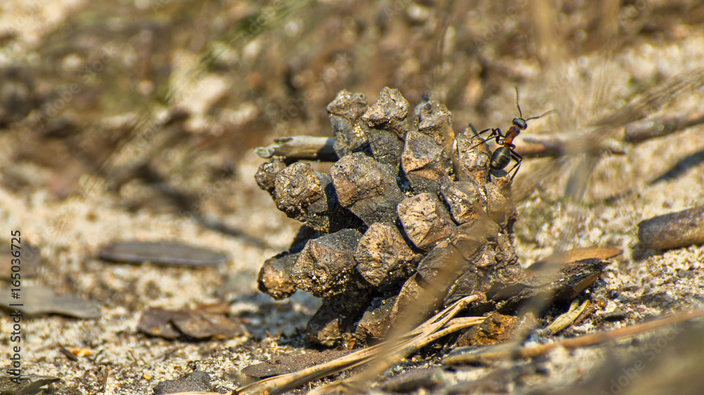 Macro image of a single ant climbing up the pine cone on the forest ground on a sunny summer day Macro image of a single ant climbing up the pine cone on the forest ground on a sunny summer day