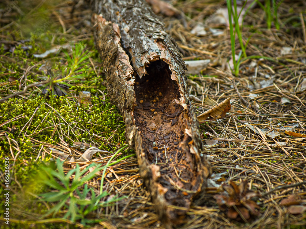 Piece of a hollow tree trunk with a dark tunnel hole Piece of a hollow tree trunk with a dark tunnel hole