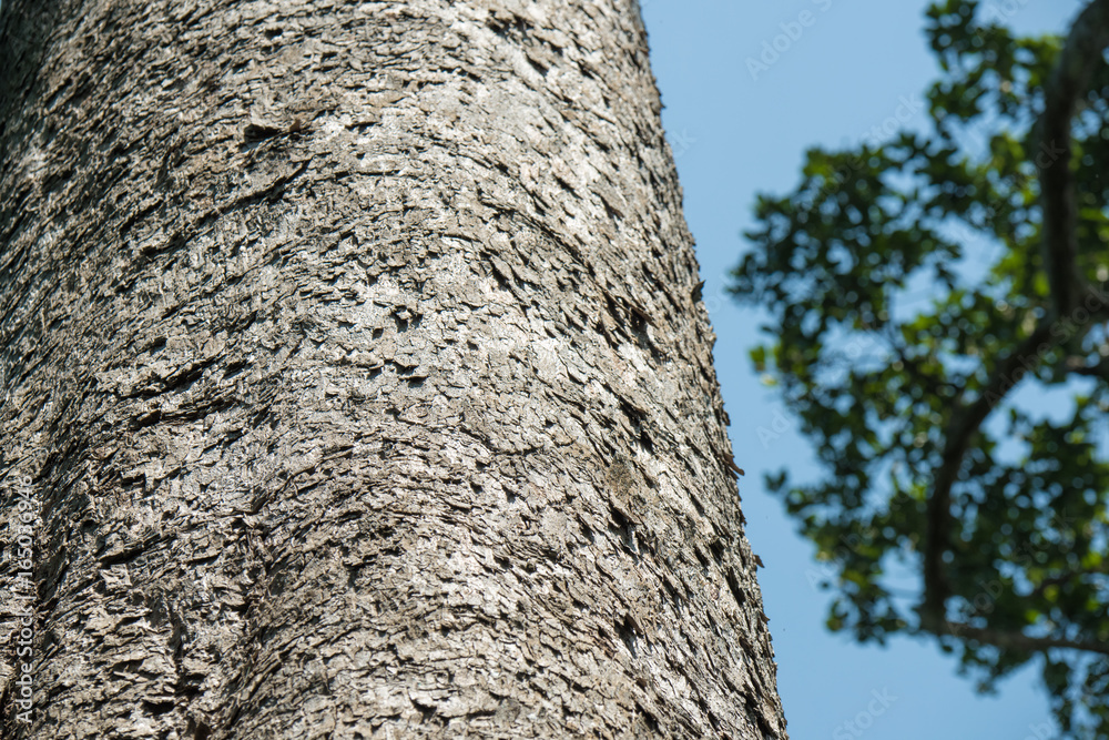 Closeup of tree trunk in dry tropical evergreen forest.