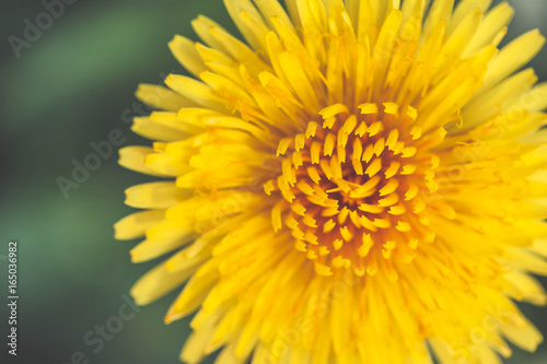 Closeup bright yellow dandelion flower spring, Macro photo. photo