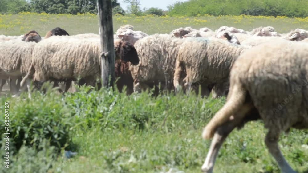 Sheeps are passing across the meadow Sheeps are passing across the meadow