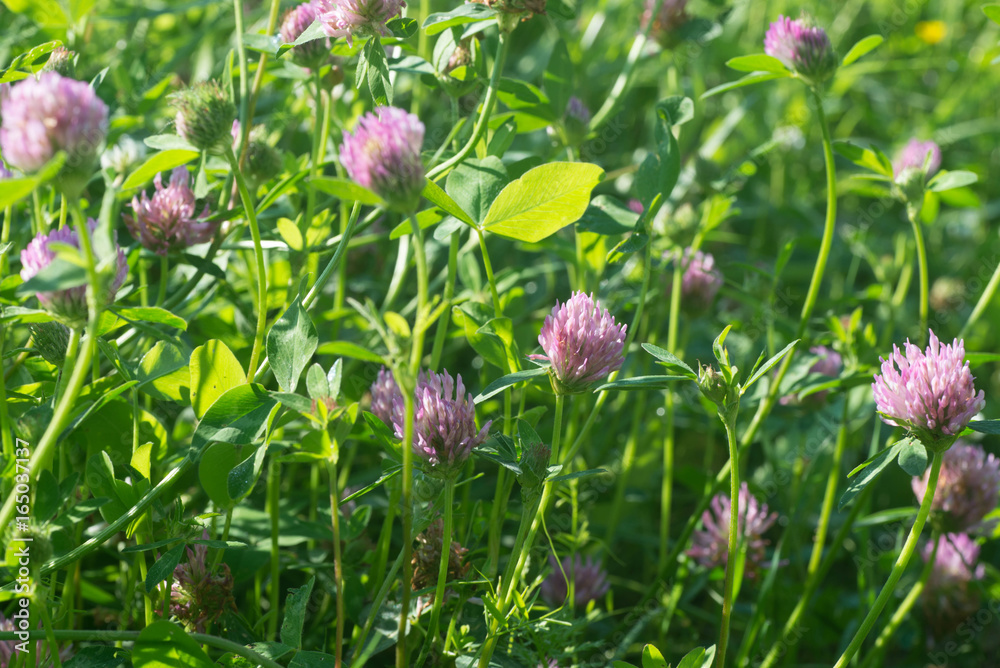 Red clover flowers selective focus Red clover flowers selective focus