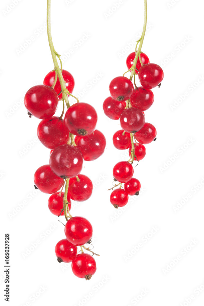 Johannisbeeren / rot Johannisbeeren Johannisbeeren / rot Johannisbeeren