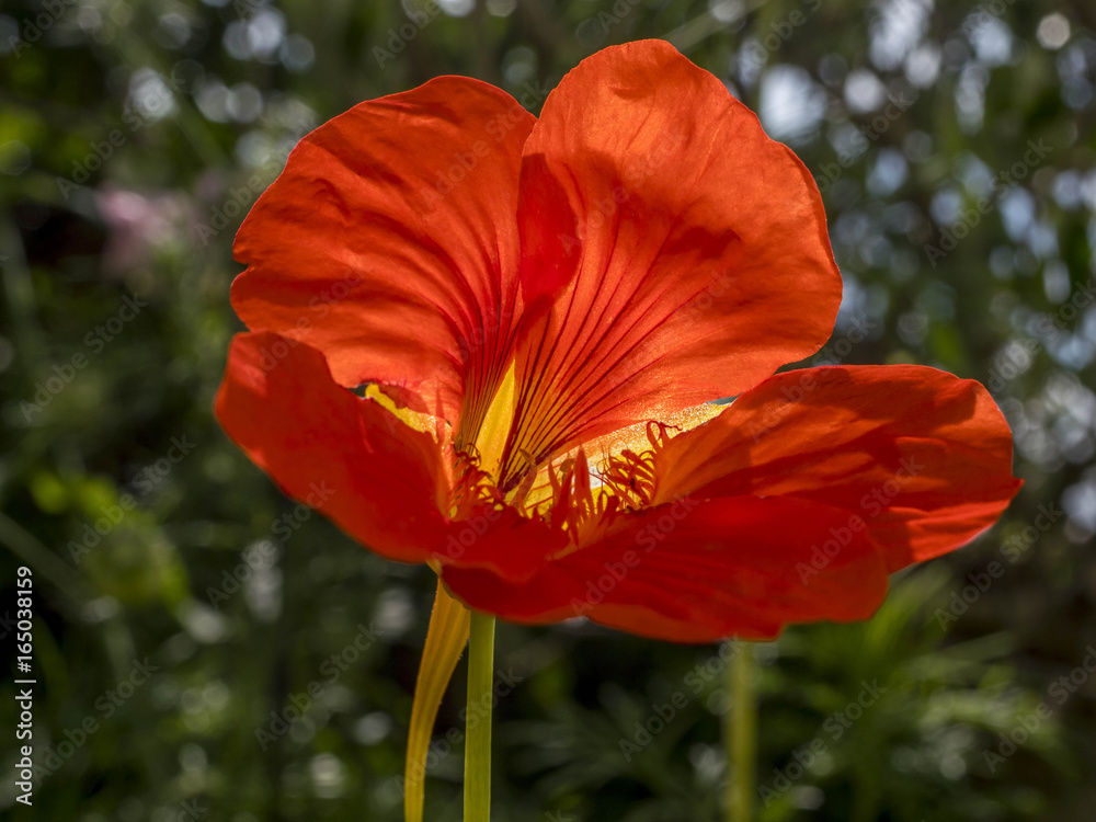 Tropaeolum majus