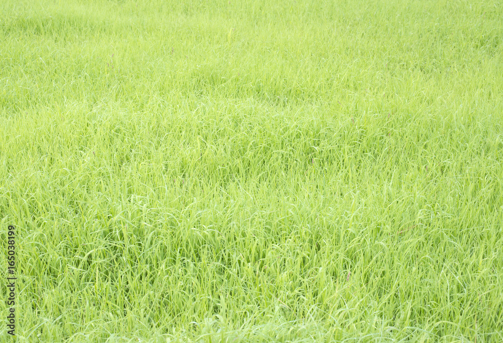 雑草 雑草