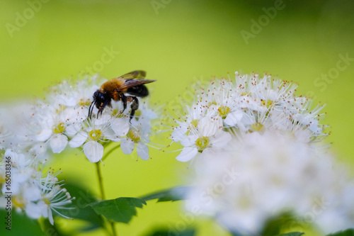 Bees on honey in hot mayday © Александр Арендарь