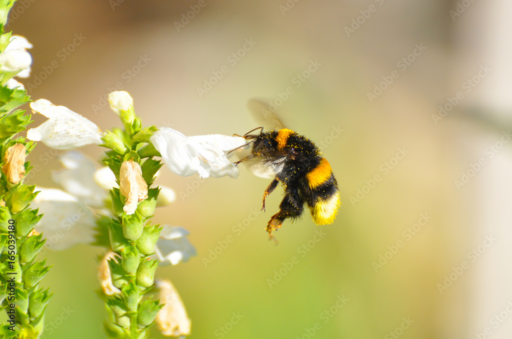Bumble bee flies near to a wildflower. Bumble Bee feeding and pollinate flowers in garden Bumble bee flies near to a wildflower. Bumble Bee feeding and pollinate flowers in garden