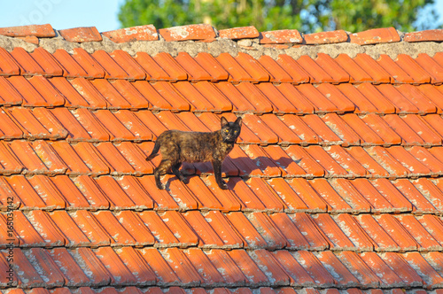 Domestic cat walk on the roof. Black cat on the roof