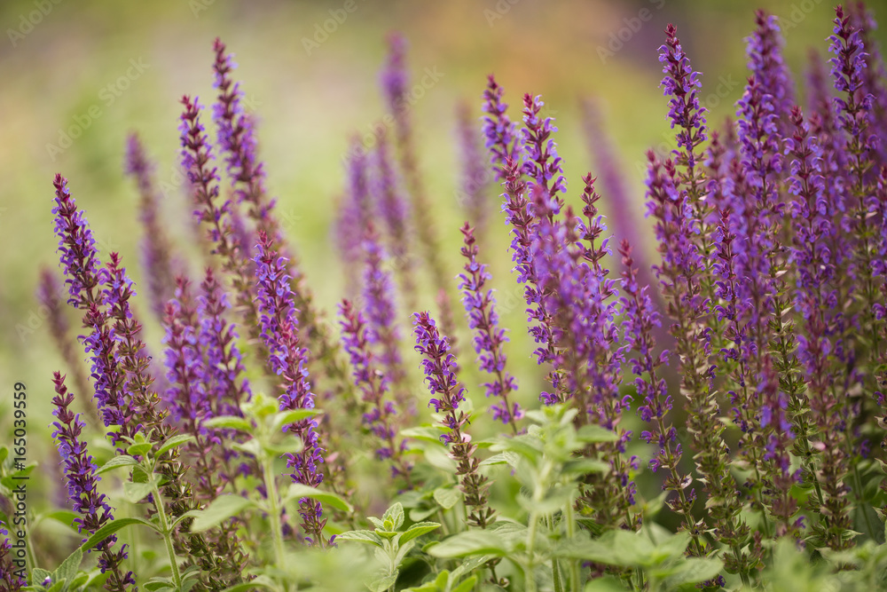 Obraz premium Purple flowers in nature.