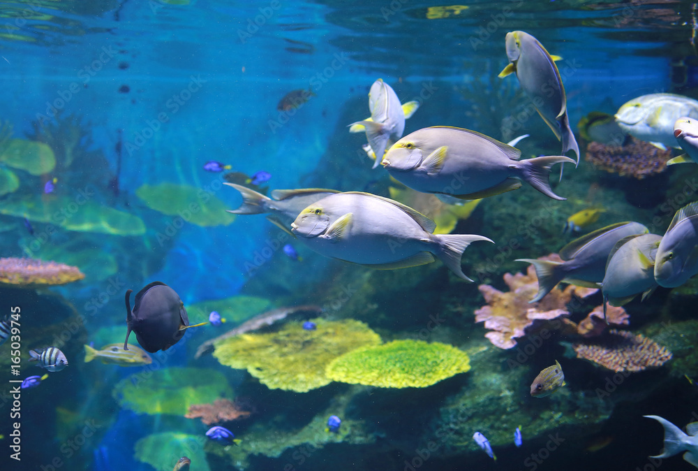 Fototapeta premium Coral and fishes in aquarium tank.