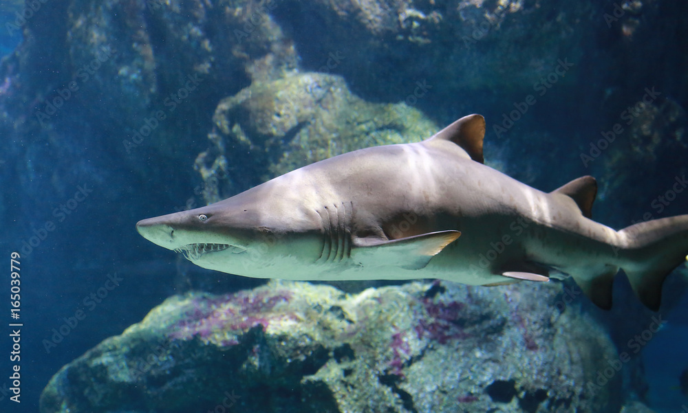 Fototapeta premium White Shark Underwater.