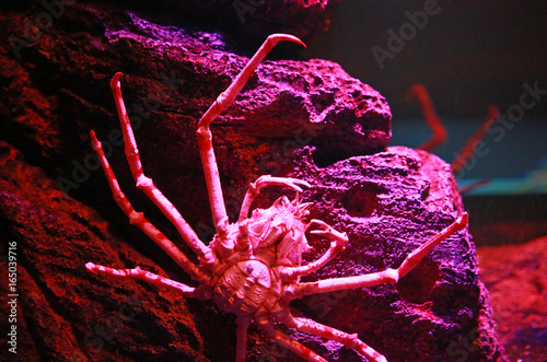 Giant Japanese Spider Crab. photo