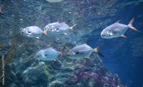 fishes in aquarium tank.