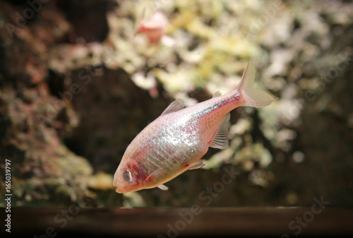 Blind cave mexican tetra aquarium fish. photo