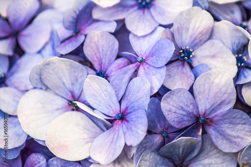 Closeup flowers. © AnaCristina