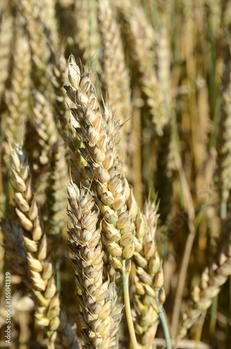 Wheat close up.