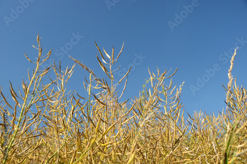 Ripe rape field seen towards a blue sky.