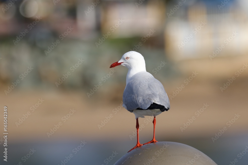 Obraz premium Seagull on Post