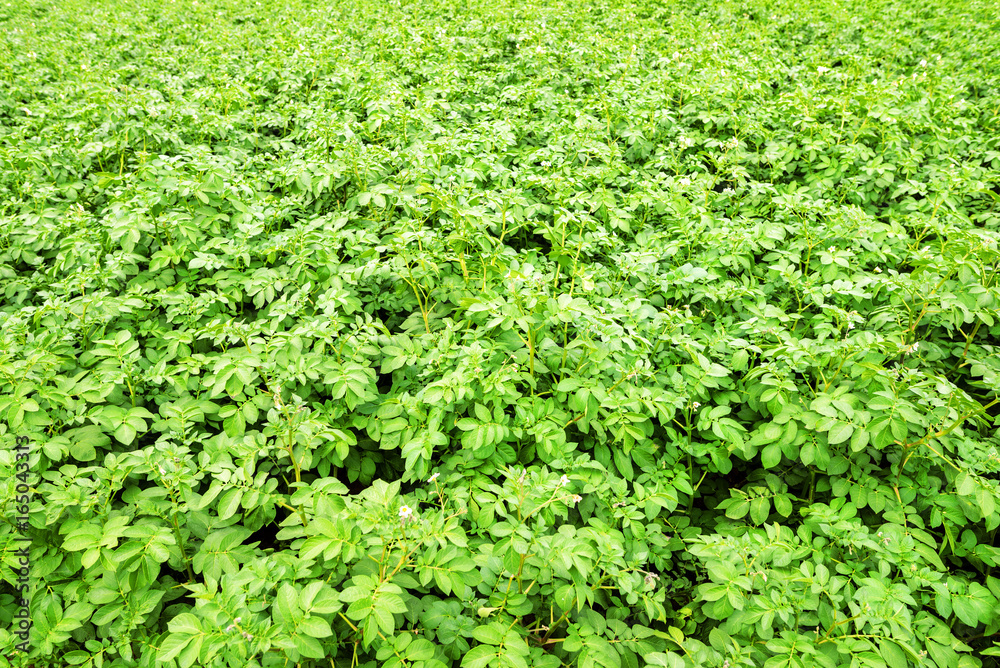 champ de pommes de terre champ de pommes de terre