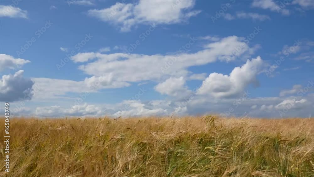 Wheat field, golden spikelets. Blue sky with white clouds Wheat field, golden spikelets. Blue sky with white clouds