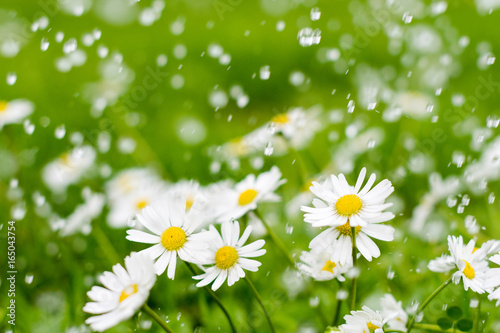 Fototapeta Naklejka Na Ścianę i Meble -  Meadow with white flowers under rain in summer time