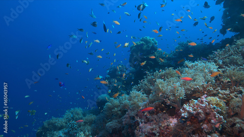 Colorful coral reef with healthy corals and plenty small fish